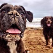 Coastal Dog of the year 2015 