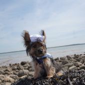 Coastal Dog of the year 2015 