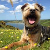 Coastal Dog of the year 2015 