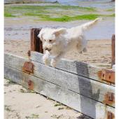 Coastal Dog of the year 2015 