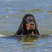 Coastal Dog of the year 2015 