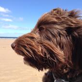 Coastal Dog of the year 2015 