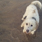 Coastal Dog of the year 2015 