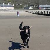 Coastal Dog of the year 2015 