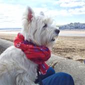 Coastal Dog of the year 2015 