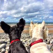 Coastal Dog of the year 2015 