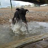 Coastal Dog of the year 2015 