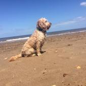 Coastal Dog of the year 2015 