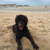 Coastal Dog of the year 2015 