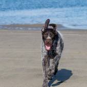Coastal Dog of the year 2015 