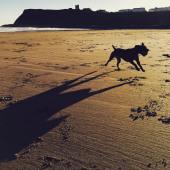 Coastal Dog of the year 2015 