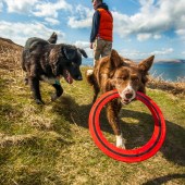 dogs_au_web