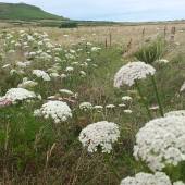Wild flowers on Bryher