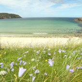Wild flowers on the beach, Isle of Lewis, Scotland. By Tania Pascoe and Daniel Start 