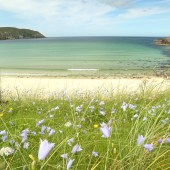 Wild flowers on the beach, Isle of Lewis, Scotland. By Tania Pascoe and Daniel Start 