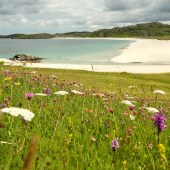 Wild flowers on the beach, Isle of Lewis, Scotland. By Tania Pascoe and Daniel Start 