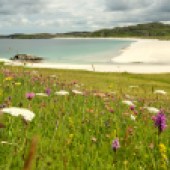 Wild flowers on the beach, Isle of Lewis, Scotland. By Tania Pascoe and Daniel Start 