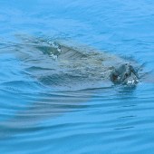 Leatherback turtle in UK waters. Photo: Mike Daines