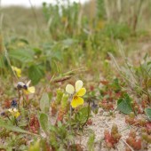 Wild flowers in the dunes by Harlech Castle, Wales. By Tania Pascoe