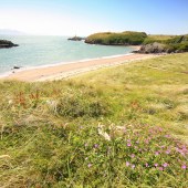 Wild flowers in North Wales.  By Tania Pascoe and Daniel Start 