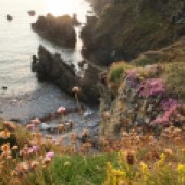 Wild flowers on the Pembrokeshire Coastline, Wales. By Daniel Start