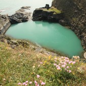 Wild flowers on the Pembrokeshire Coastline, Wales. By Tania Pascoe and Daniel Start