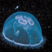 Moon Jellyfish in UK waters. Photo copyright: Paul Naylor/marinephoto.co.uk
