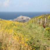 Wild flowers on the West Pentire Headland, Cornwall. By Tania Pascoe and Daniel Start 