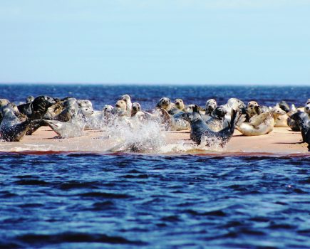 seal_colony_4