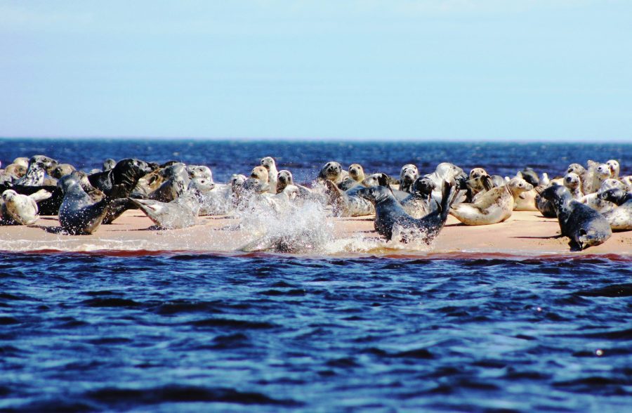 seal_colony_4