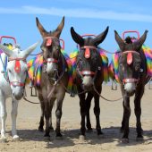 FOR PIERS AND DONKEYS: Blackpool, Lancashire