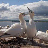 FOR BOAT TRIPS: North Berwick, East Lothian