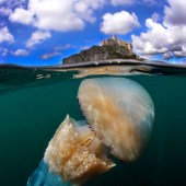 BARREL JELLYFISH AND ST MICHAEL’S MOUNT BY CHARLES HOOD 