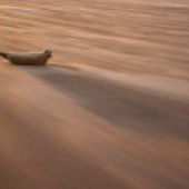 COMMON SEAL PUP IN A SANDSTORM BY DANNY GREEN 