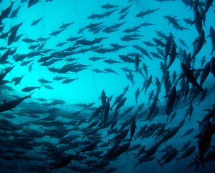 photo_by_marco_caremarine_photobank
