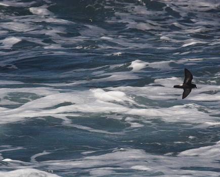 storm_petrel_flying_credit_vic_froome_crop