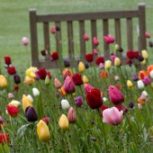 tulips_howick_hall_hh_0