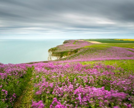 1_nick_hanson_sea_of_pink_buckton_cliffs_east_yorkshire_england_classic_view_lpoty15