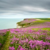 Sea of Pink, Buckton Cliffs, East Yorkshire, England Photo: Nick Hanson