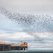 Murmurations over Brighton Pier, East Sussex, England. Photo: Peter Stevens