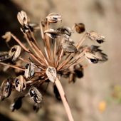 last_years_foliage_in_need_of_a_bit_of_a_tidy_up_4_web