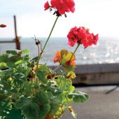 pelargoniums_web