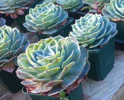 plants_ready_to_buy_at_garden_centre