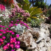 Ventnor Botanic Garden