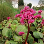 Bergenia