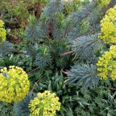 Euphorbia with bright yellow brachts
