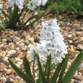 Hyacinth