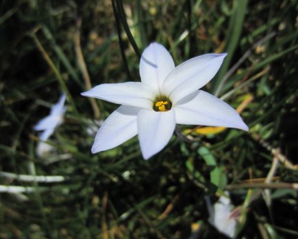 ipheion_flower_growing_wild_on_the_kent_coast_web