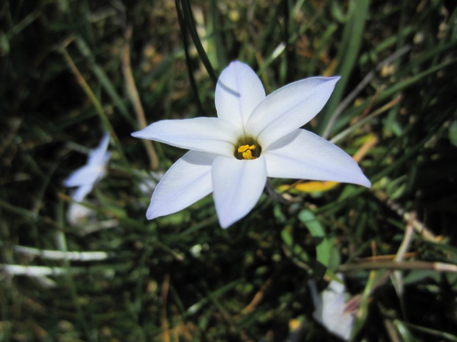 ipheion_flower_growing_wild_on_the_kent_coast_web