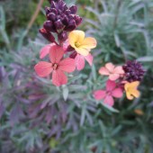 cnv00166web